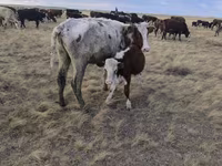 Vaca, Simmental cattle — foto 7