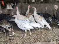 Turkeys — फ़ोटो 4