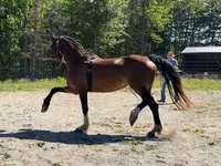 فرس, Dutch warmblood horse — الصورة 3