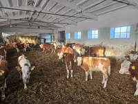 सांड, Simmental cattle — फ़ोटो 2