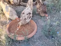 Chickens — الصورة 3