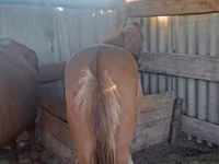 Hengst, Kazakh horse — Foto 2