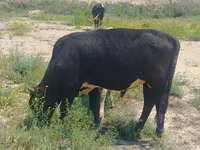 ثور, الماشية — الصورة 8