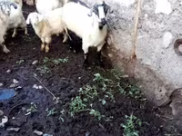 عنزة, الماعز — الصورة 2