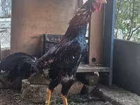 Chickens — الصورة 3