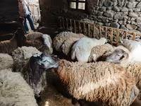 نعجة, الأغنام — الصورة 4
