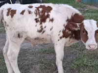 Buqa, Simmental cattle — 1-rasm