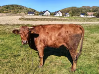 母牛, Cattle — 照片 2