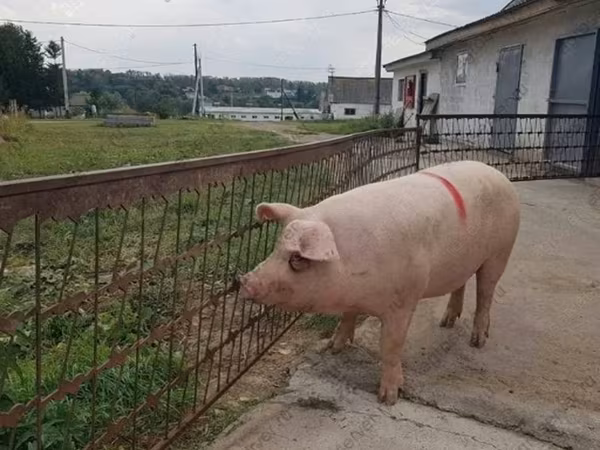 Sow, Крупная белая