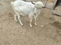 Ziegenbock, Saanen goat — Foto 2