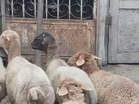 मेढ़ा, भेड़ — फ़ोटो 6