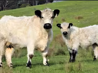 Cow, Galloway cow — photo 1