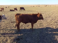 Bull, Kazakh White-headed cow — photo 7