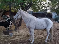 At, Atlar — foto 2
