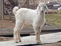 Taka, Damask goat — 4-rasm
