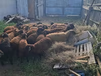Widder, Edilbay sheep — Foto 5