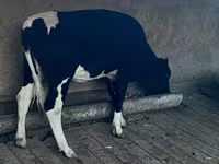 गाय, Russian Black pied cattle — फ़ोटो 3