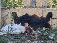 Chickens — الصورة 5