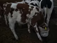 सांड, Swiss cattle — फ़ोटो 4