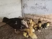 Ducks — Foto 4