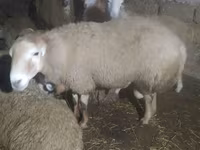 Sheep (batch, sex not specified), Sheep — photo 4