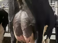 Kuh, Holstein-Rasse — Foto 1