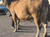 İnək, Simmental cattle — foto 7