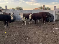 ثور, الماشية — الصورة 4