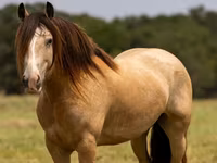 Кінь, Gypsy horse — фото 2