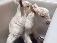 Cabra, Saanen goat — foto 6