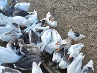 Geese — 4-сурет
