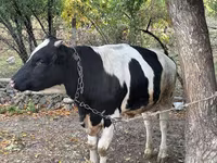 Bull, Russian Black pied cattle — photo 4
