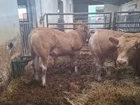 Toro, Blonde d’Aquitane cattle — foto 4