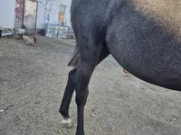 حصان, Thoroughbred horse — الصورة 5