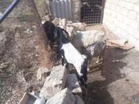 Cabro, Cabras — foto 1