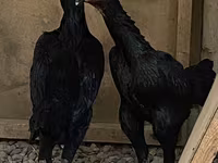 Ayam Cemani — Foto 1