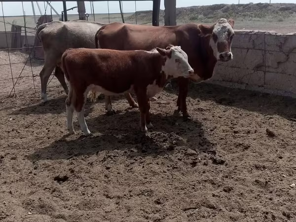 Kuh, Swiss cattle