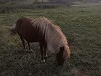 Stute, Australian Pony — Foto 2