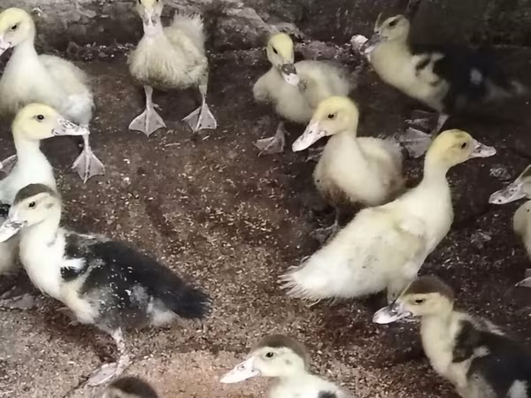 pato criollo doméstico