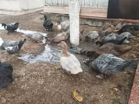 Ducks — Foto 1