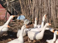 Geese — Foto 1
