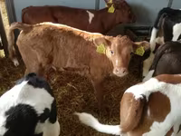 Rinder (Partie, Geschlecht nicht angegeben), Simmental cattle — Foto 3