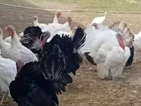 Geniş Sinəli Ağ — foto 3