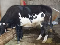 Vaca, Russian Black pied cattle — foto 2