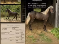 Кобила, Rocky Mountain Horse — фото 1