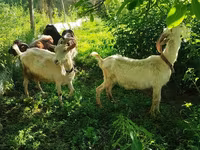 Echki, Saanen goat — 5-rasm