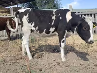 Kuh, Russian Black pied cattle — Foto 2