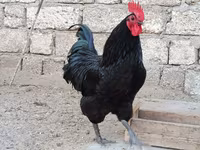 Australorp — foto 7