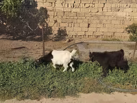 ماعز (دفعة، الجنس غير محدد), الماعز — الصورة 3