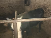 Cow, Cattle — photo 2